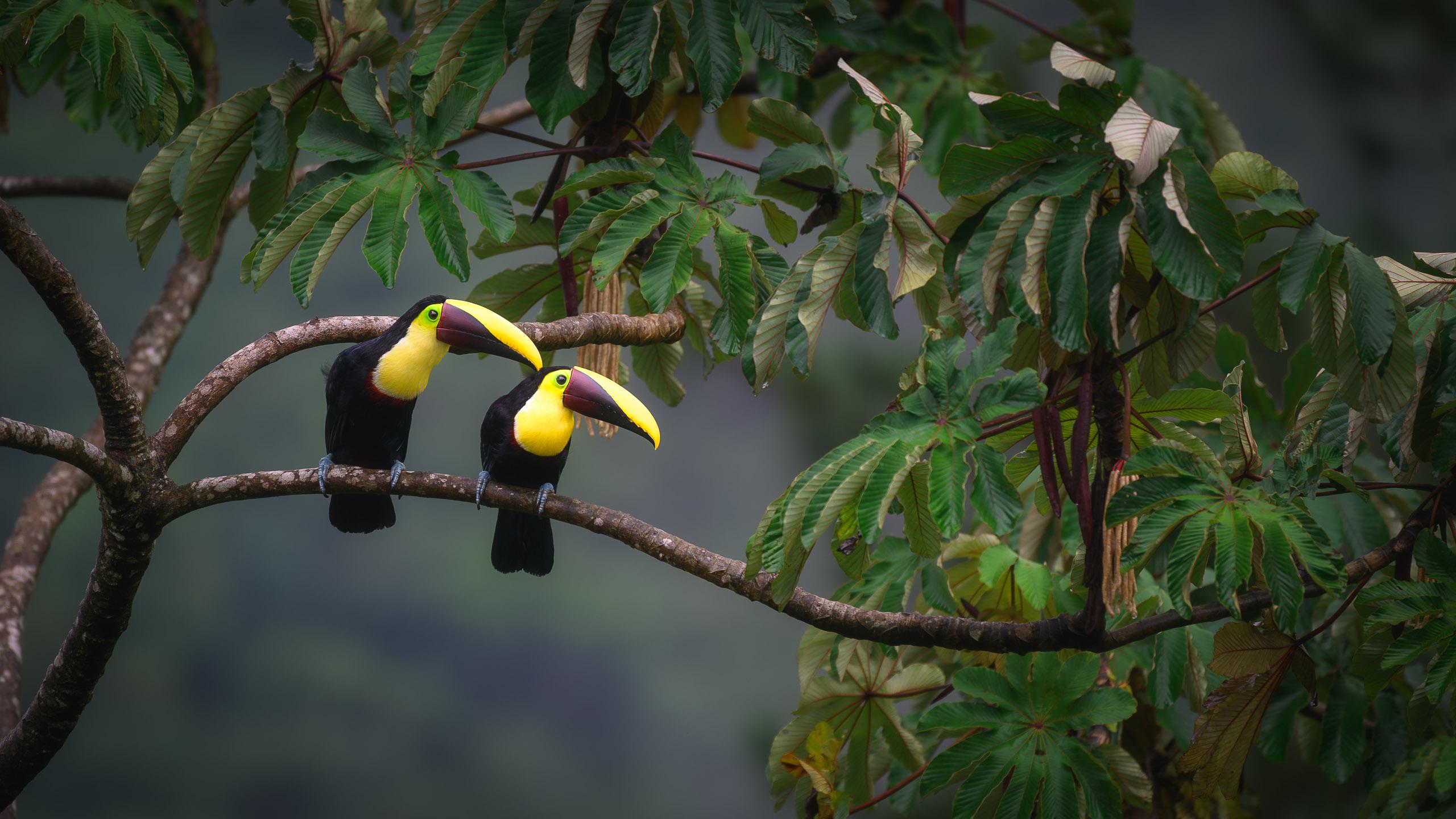 Hummingbird inside flower
