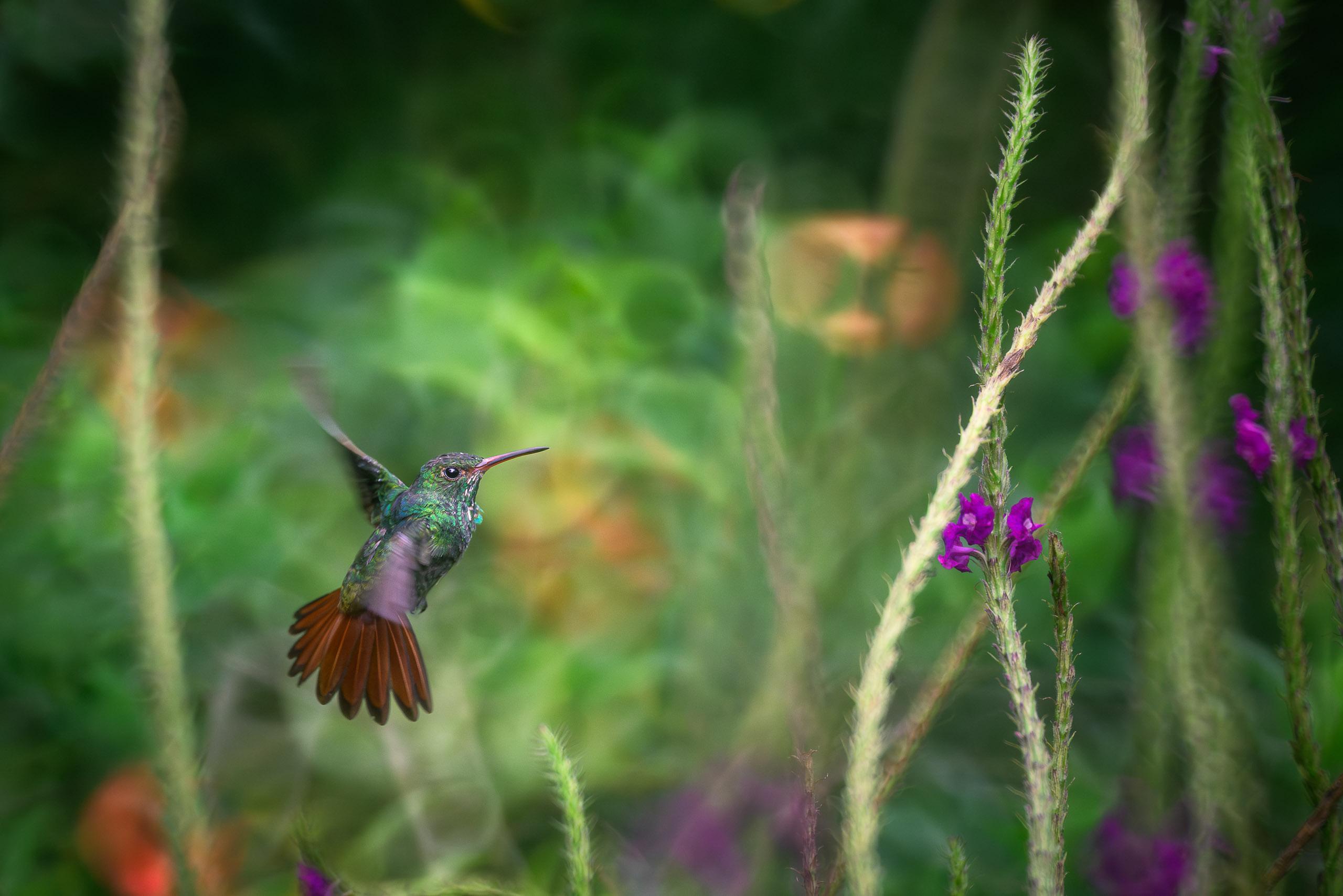 Two Keel-billed Toucans in rain