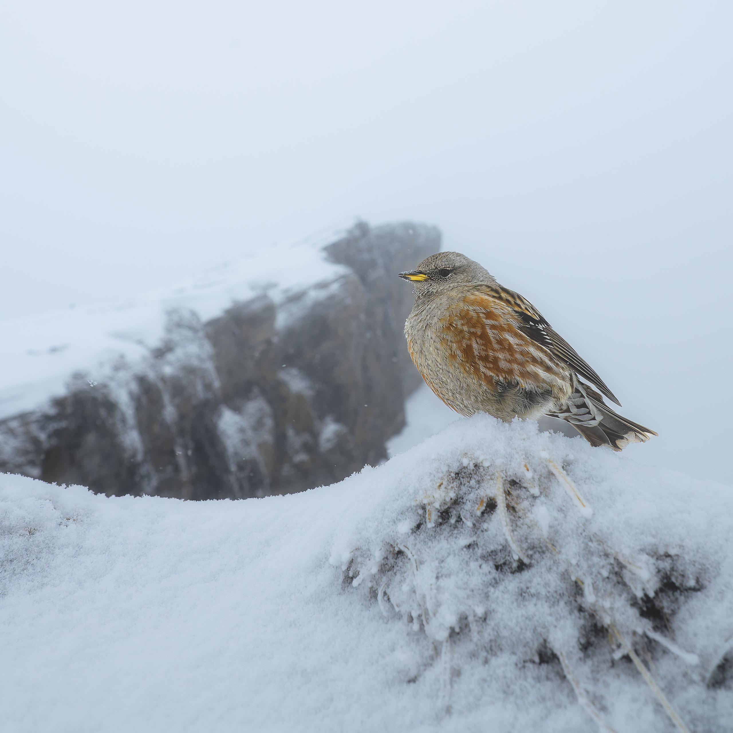 Alpine Accentor on rock