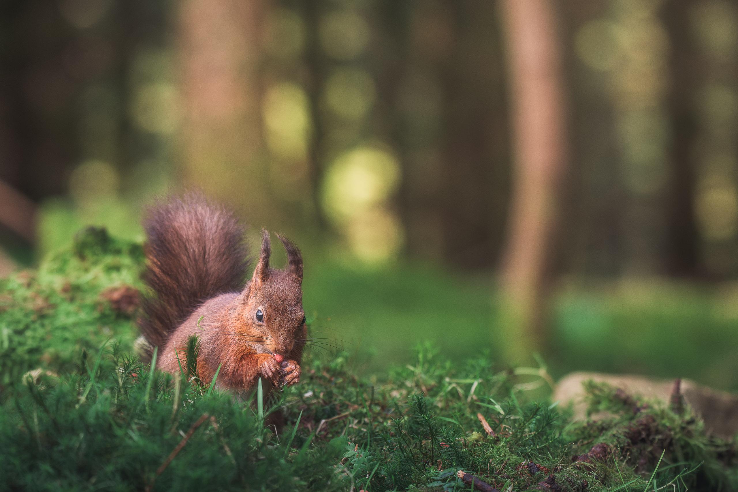 Ancient woodland in Wales