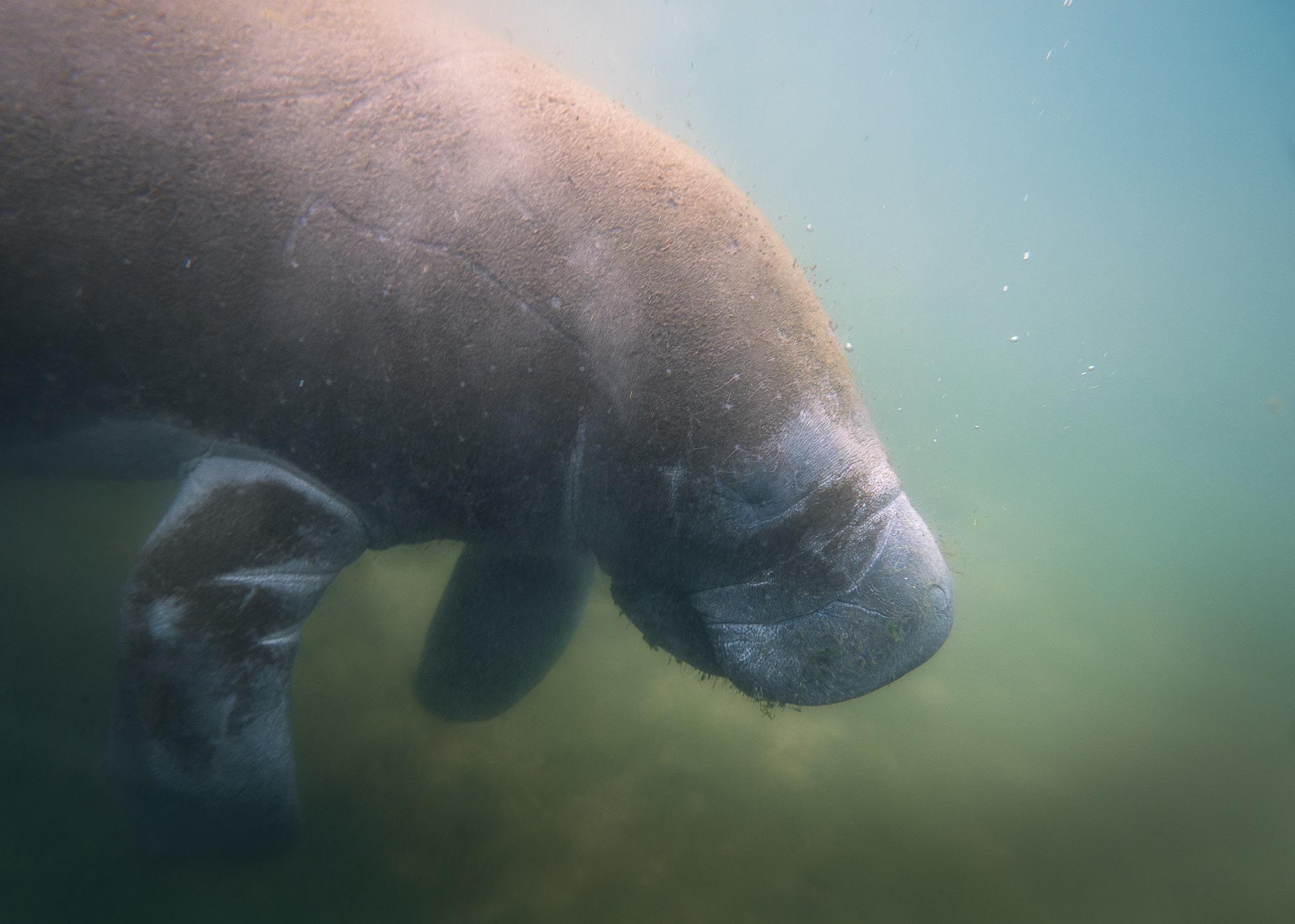 Manatee underwater