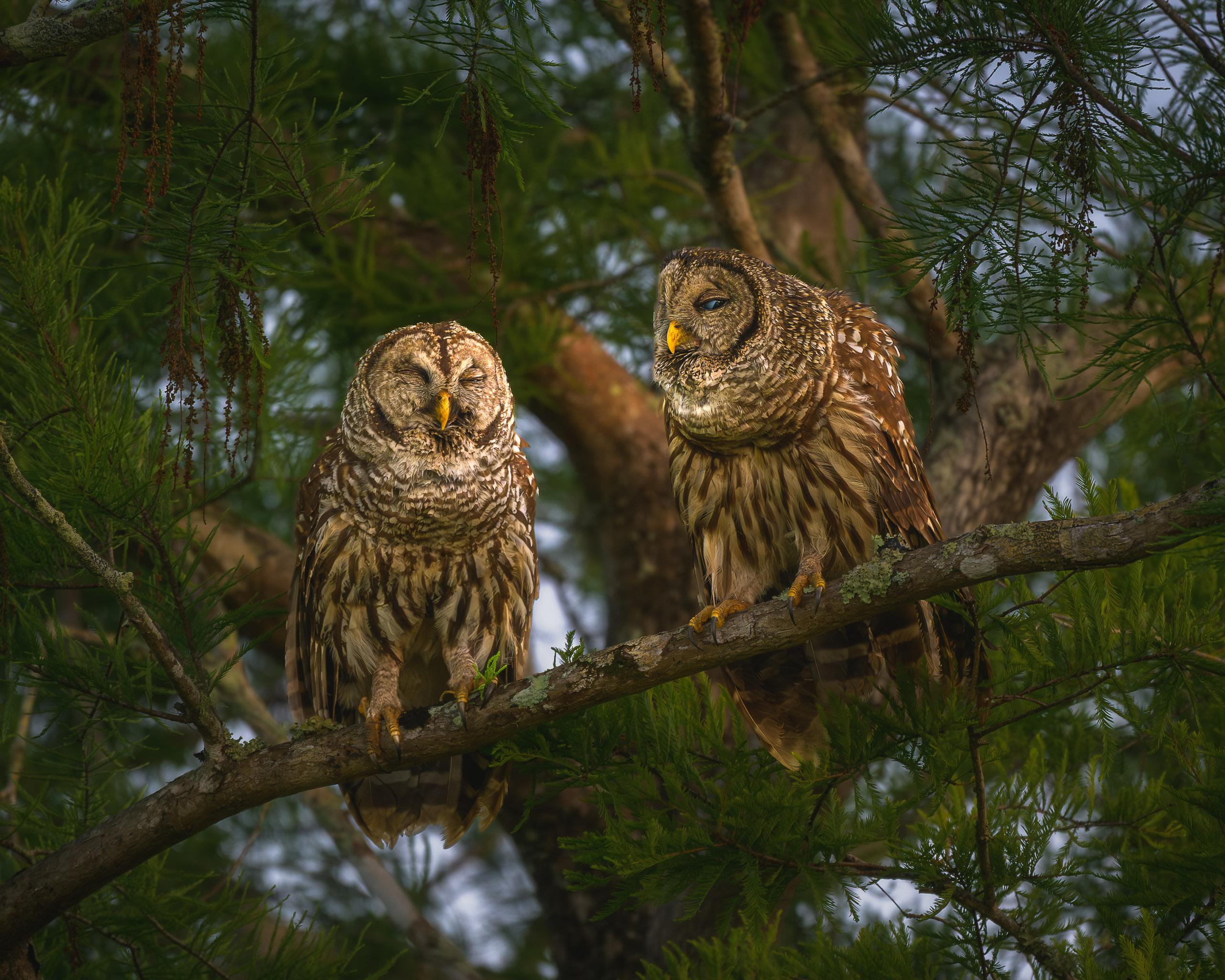 Osprey carrying fish