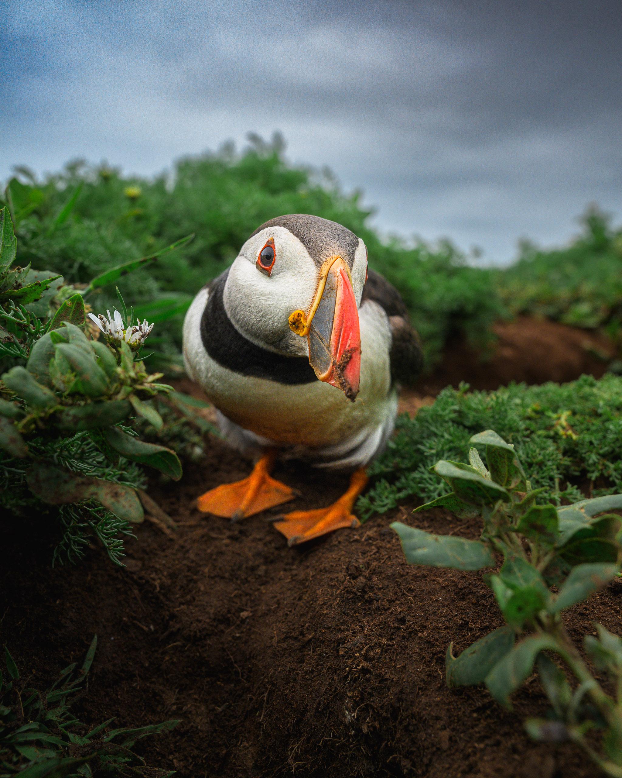 Puffin with wide angle