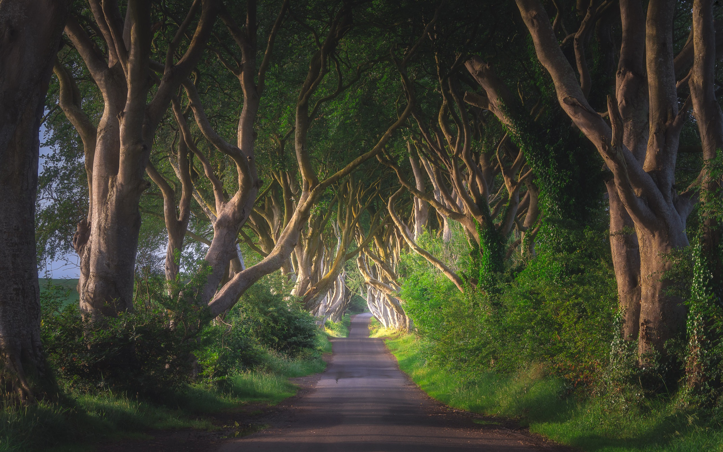 Enchanted Old Forest