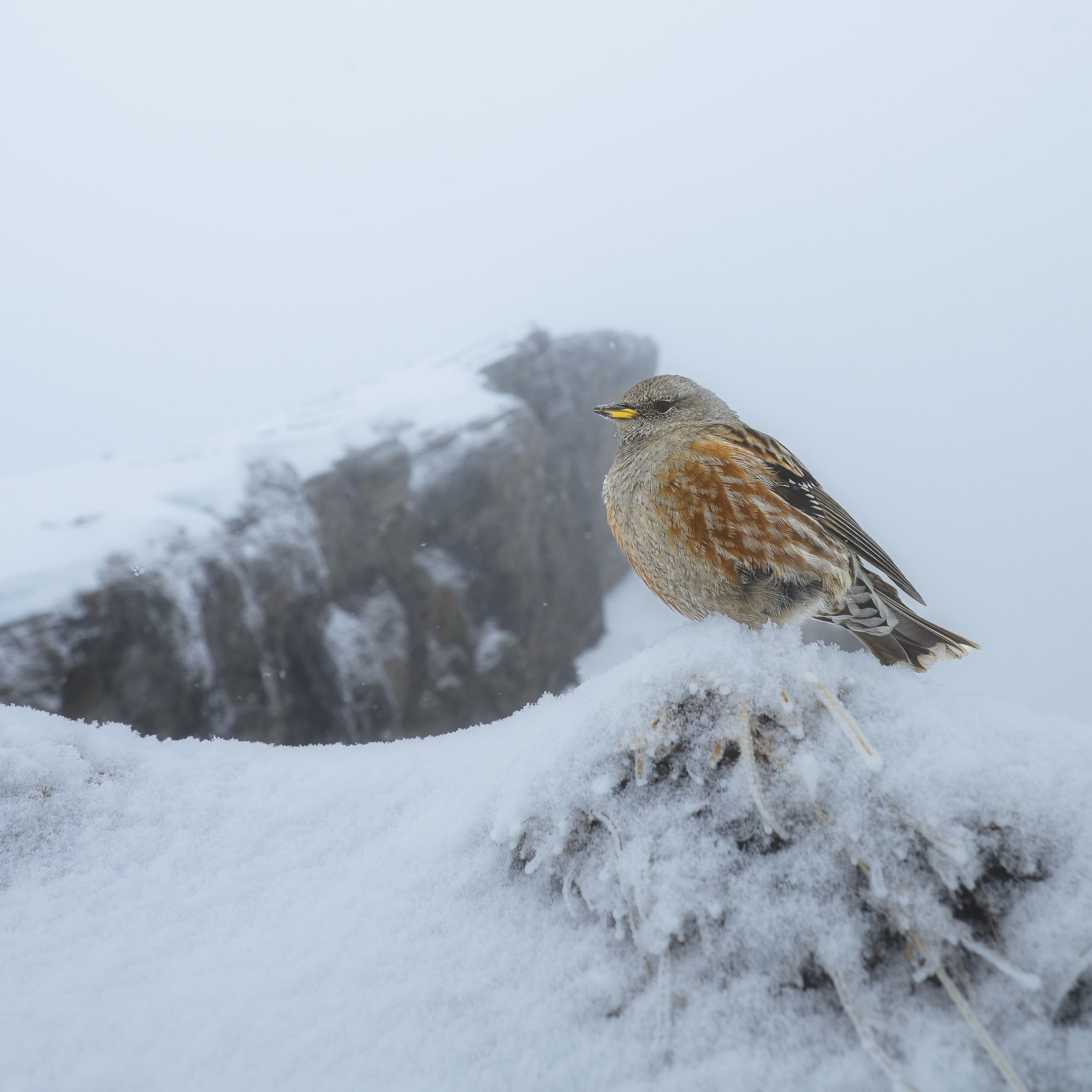 Hero Accentor In The Cold
