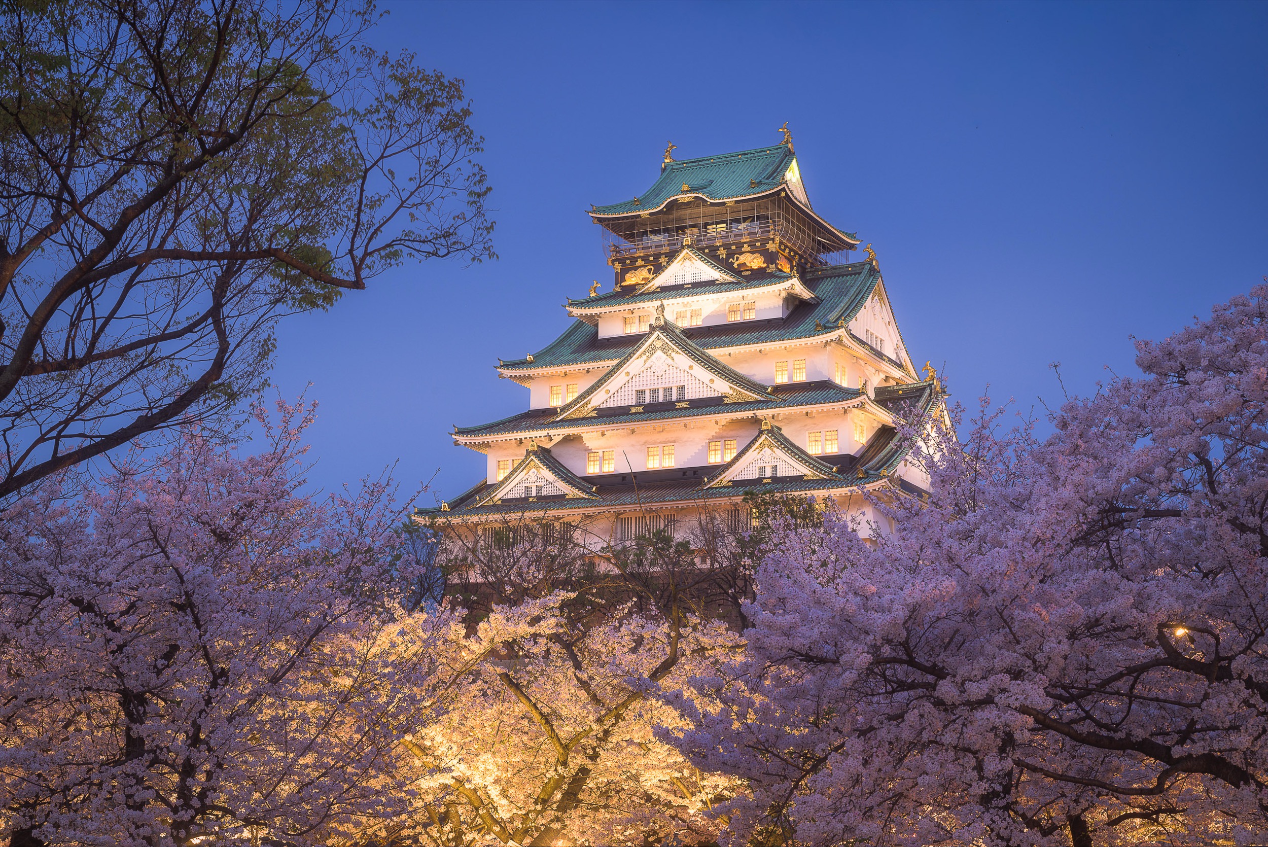 Sakura Framing Osaka Castle