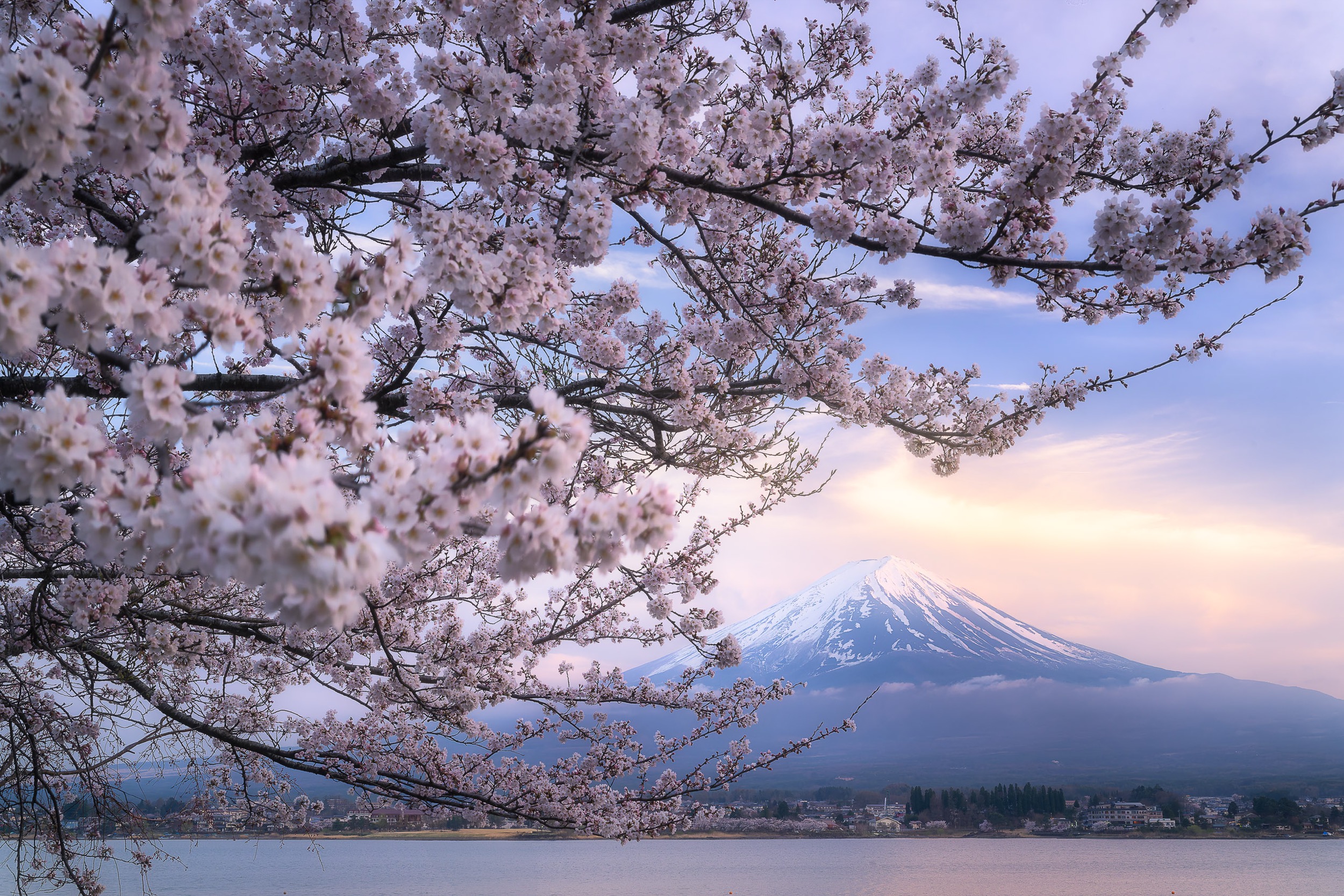 Sakura Fuji