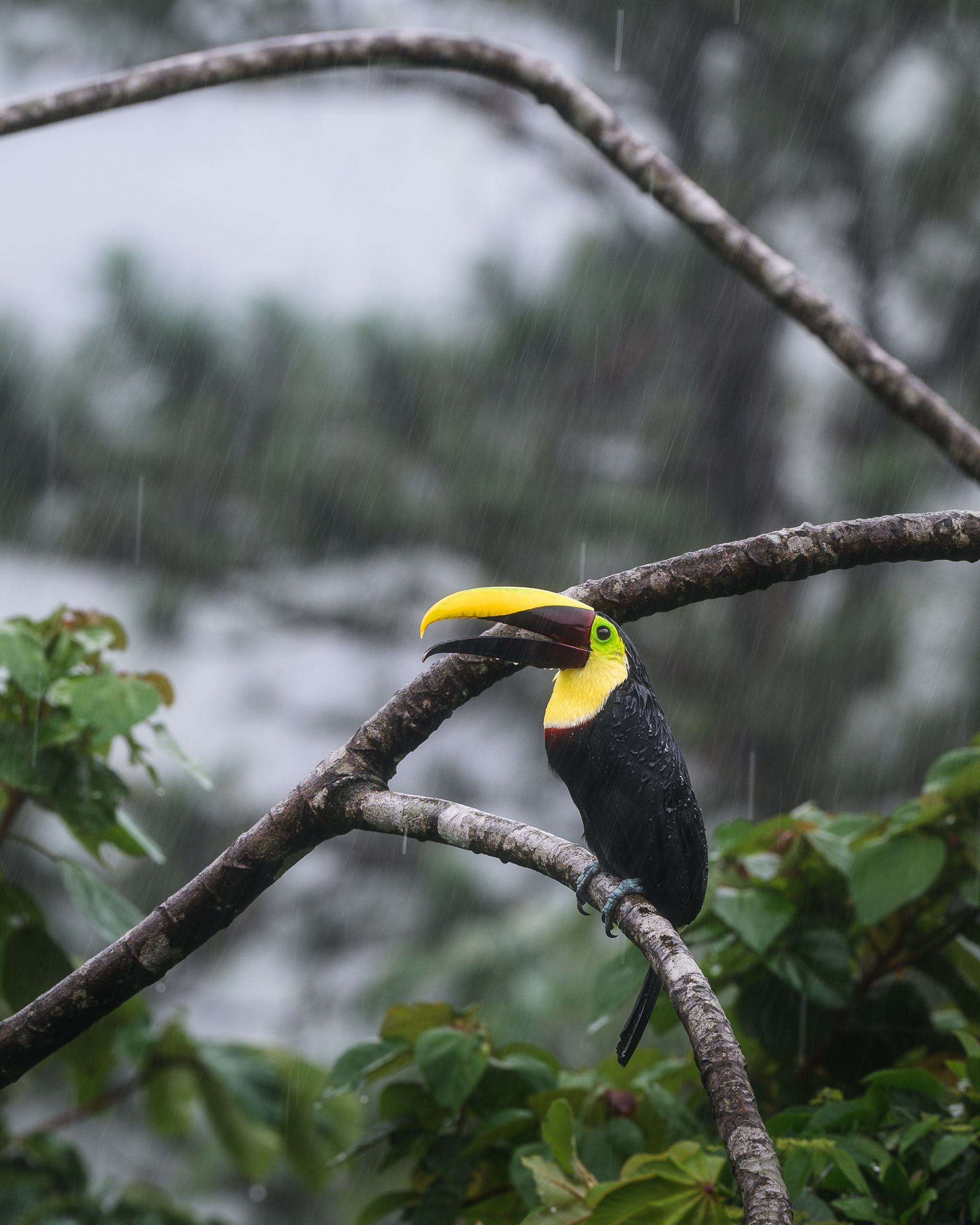 Toucan Under The Rain
